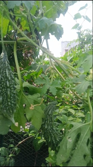 boda kakara, spine gourd, spiny gourd, #nature #viralshorts #subscribe ...