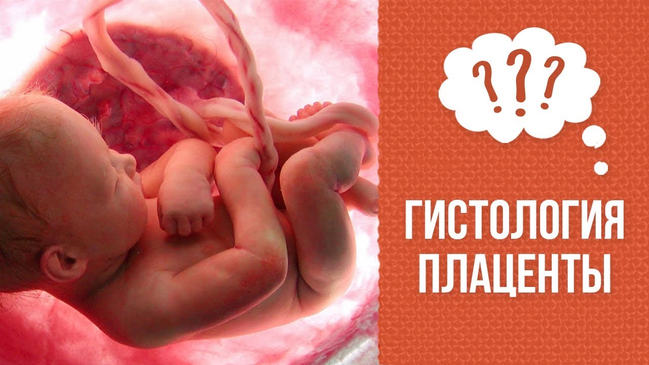 Почему надо сдавать плаценту на гистологию