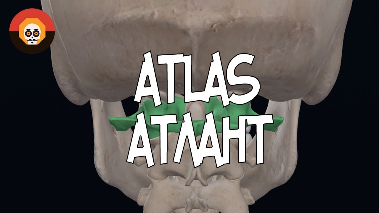 Атлант (Atlas). Первый шейный позвонок (С-1) 3D Анатомия - YouTube