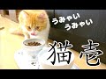 【猫壱】子猫に新しいフードボールを買ったらご満足頂けた様子【スコティッシュフォールド】/ 【Scottish Fold Cat】