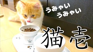 【猫壱】子猫に新しいフードボールを買ったらご満足頂けた様子【スコティッシュフォールド】/ 【Scottish Fold Cat】