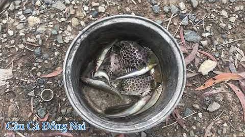 CÁ CHẼM/CÁ BÓNG ĐỤC/ PHƯỚC AN T1