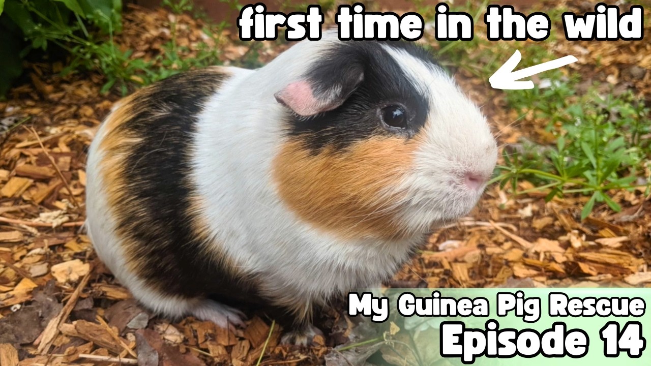 Guinea Pig Goes Into The Wild For The FIRST Time 🤩 - My Guinea Pig Rescue - Episode 14