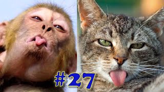 Śmieszne zwierzaki 2021 ! Śmieszne koty , psy i nie tylko 2021 ! #27