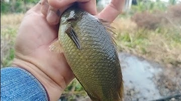 Câu cá rô đồng, cá thác lác. mùa nước nổi câu dính toàn cá rô nái, tê tái luôn.