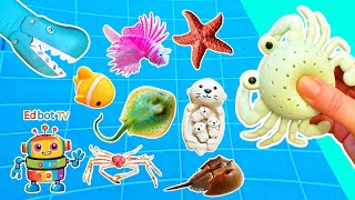 Famous Sink or Float | Learn Sea Animal Names Underwater for Kids: Sea Otter Spider Crab Manta Ray Profile
