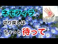 ネモフィラの育て方。切り戻し編です