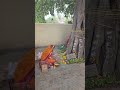Vatsavitri Pooja #vatsavitristatus #viral #vlog #trending #trendingshorts #trendingvideo