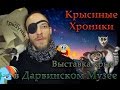 Крысы | Выставка крыс в Дарвиновском музее (23.04.16) "Боевое крещение" (Fansy rats)