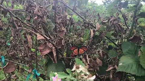 Lullabies | 30 Minutes | Butterfly Waltz by Ines L...