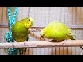 Energetic Summer Budgies Chirping Parakeets Singing Sounds 90 Minutes