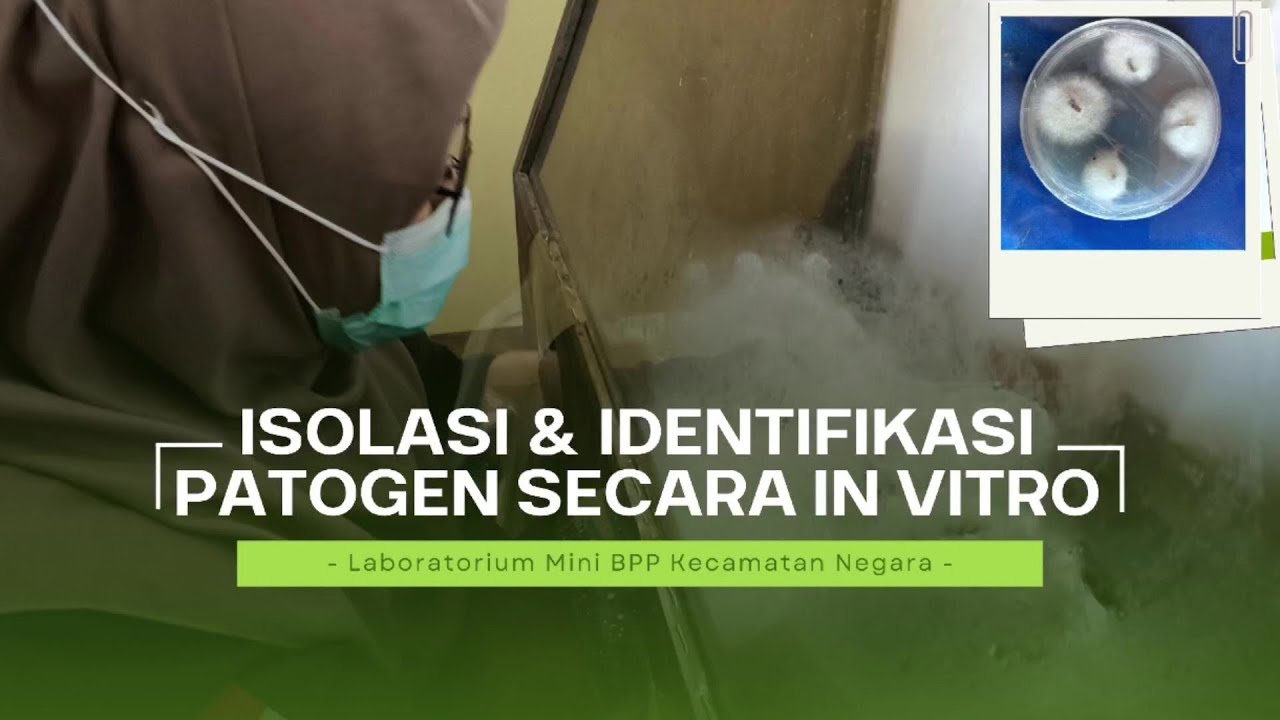 Isolasi dan Identifikasi Patogen secara In Vitro di Laboratorium Mini ...