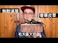 【昆蟲擾西上課了！】毛大象大兜蟲