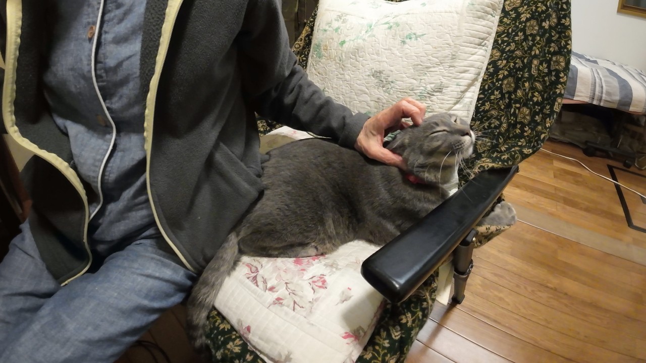 Simple Everyday Moments Are the Happiest, Life with My Cat and
