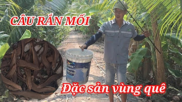 Câu rắn mối,đặc sản vùng quê - Mía già TV
