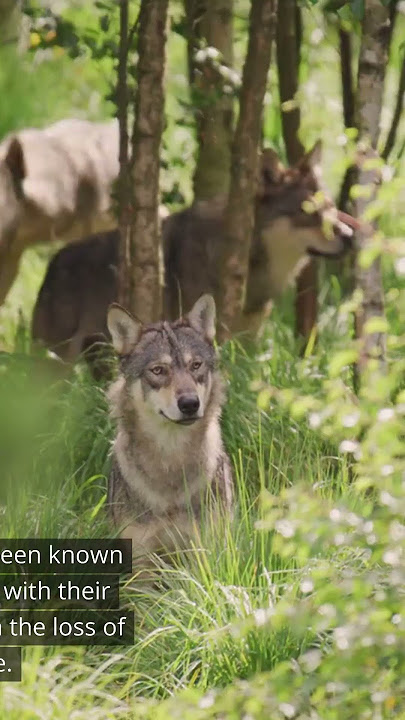 Wolf - most interesting facts
