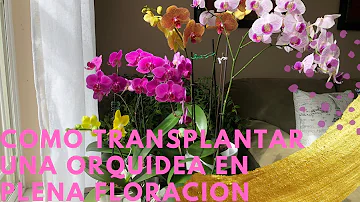 ¿Se deben trasplantar las orquídeas durante la floración?