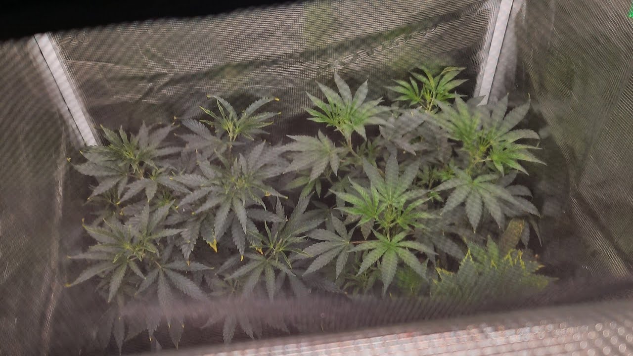 New Plants!! Ripper Seeds, Exotic Genetics, Seed Junky!!
