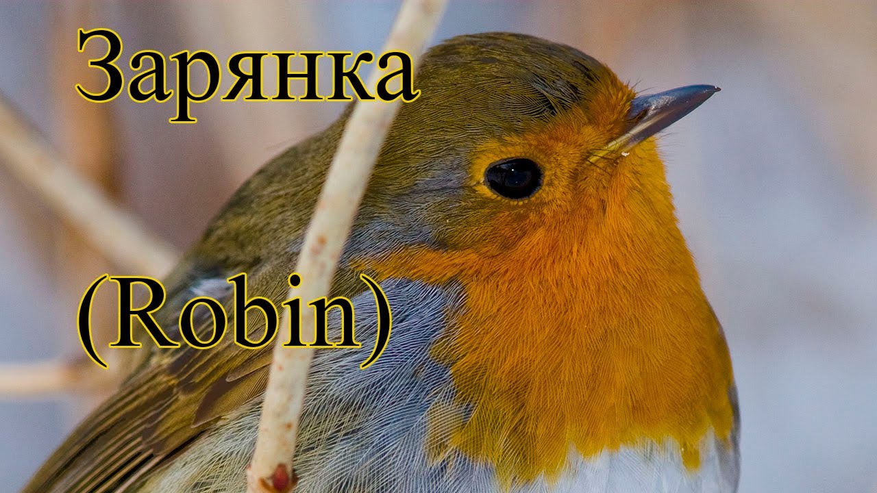 Синичка 10 апреля 2018 года утро. Синичка 10 апреля 2018 года утро