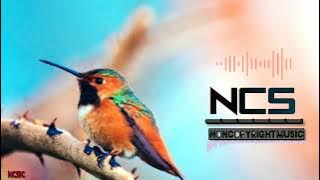 Birds Non Copyright Sounds || Bird sound NCS || Village NCS music || NCSdc || Non Copyright Sounds