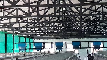 Feed Trolley (Feeding Equipment)