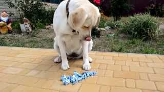 Типичный лабрадор видео Пожиратель конфет