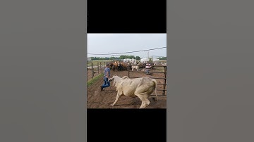 Another Close Call With a Brahma #cattle #ranching #farmlife