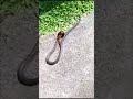 Snake attacks Centipede part 3