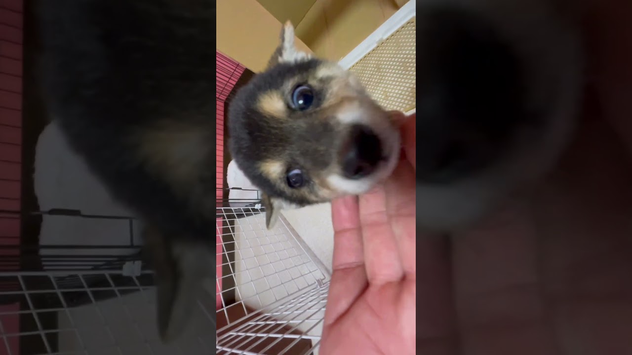 豆柴 サクラ02(2418) 走帆荘 - 柴犬子犬