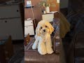 💓💓💓 #DogCareTips#DogLovers#shorts#short#goviral