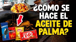 Cómo Se Hace El ACEITE De PALMA? [Proceso Completo]