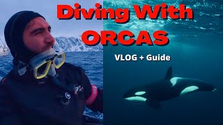 The Best Wild Orca Diving In the World! Norway VLOG and Complete Guide