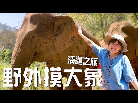 和大象一起洗澡！泰國清邁之旅 Part 1｜金魚腦 Goldfish Brain feat. Elephant Nature Park