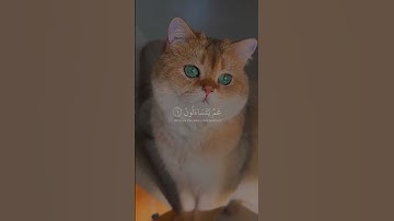 تلاوة تريح القلب القارئ#عبدالرحمن_مسعد #حالات_واتساب_دينية#راحة_نفسية #قران_كريم #سورة_النبأ