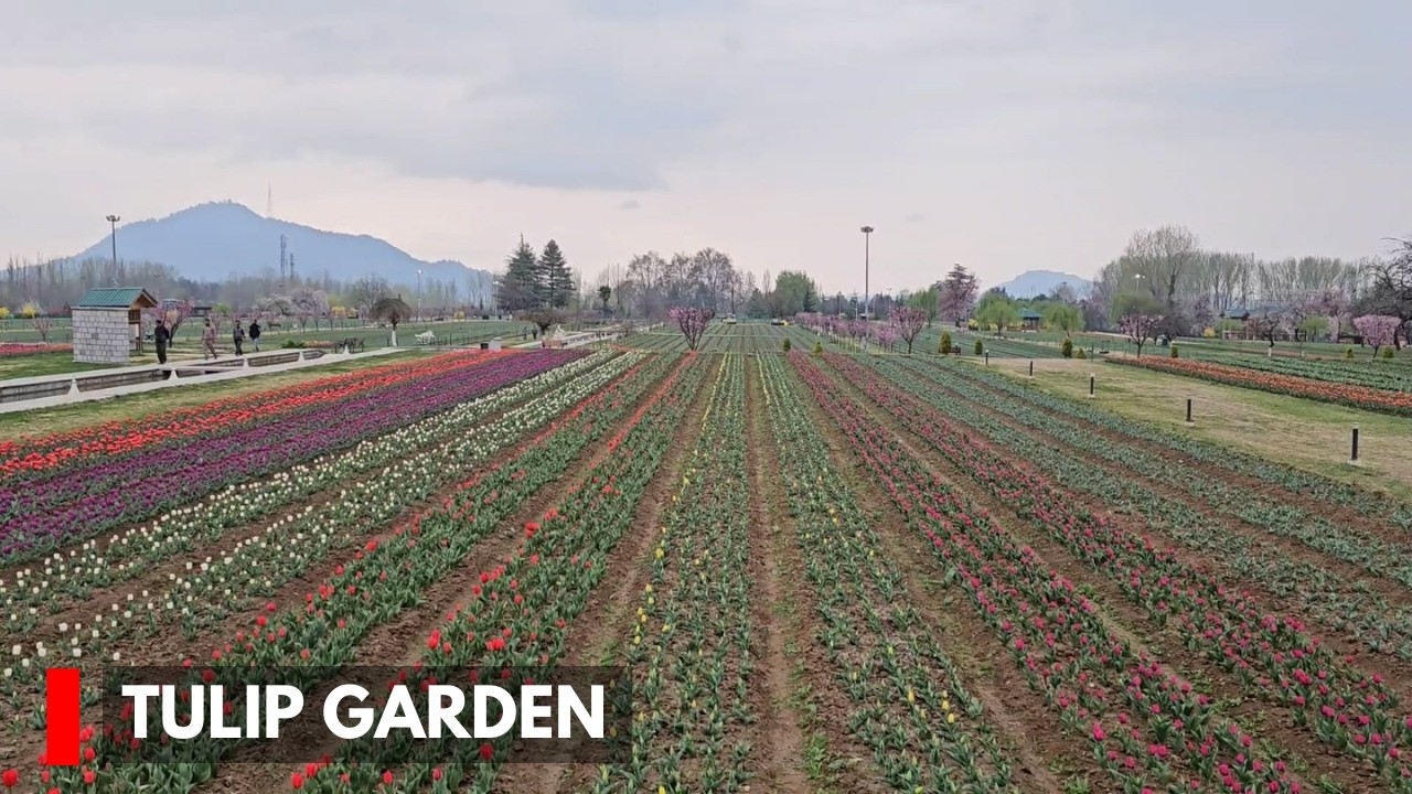 Srinagar: Asia’s largest Tulip Garden To Open On Mar 16