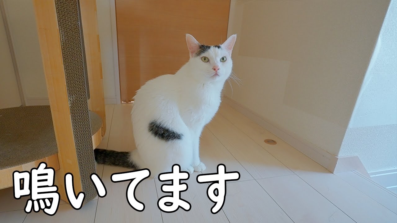 チロだけが娘の部屋から締め出された理由
