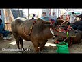 Kundhi buffalo  banni baffalo  livestock expo 2021  arbab farm dodharo tharparkar