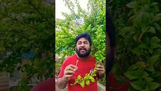 Aromatic leaves and lollipop candy, courtesy of Technical phuchkul🌿