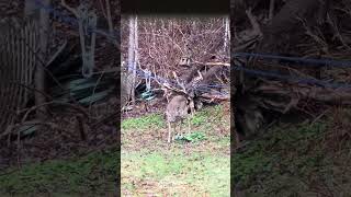 ගෙදර 🦌💚Wildlife in the backyard #deer #nature #life #viral #viralshorts #wildlife #canadalife