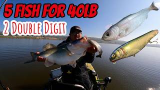 Epic Day of Fishing with Big Baits