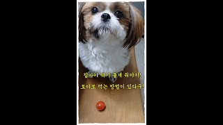 나 시츄 순이 토마토 우걱우걱 한 입에 안 먹는다구!