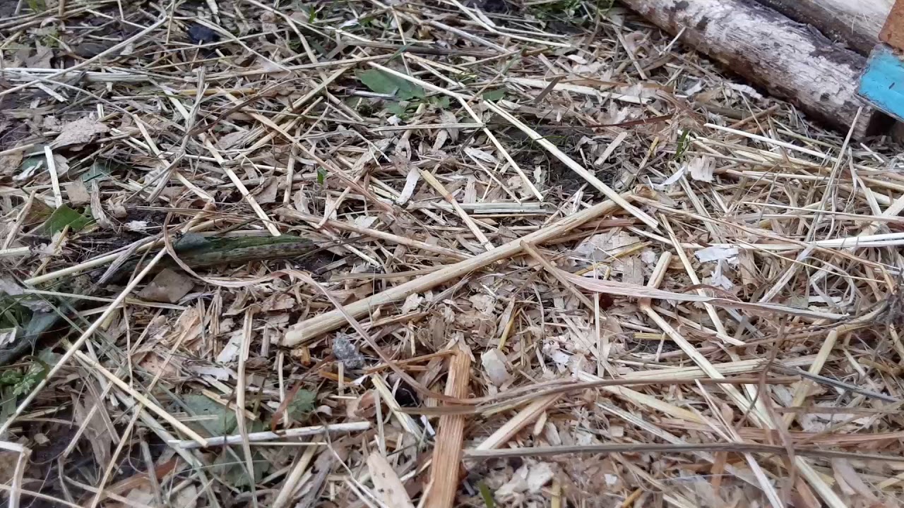 rondleiding in buitenhok