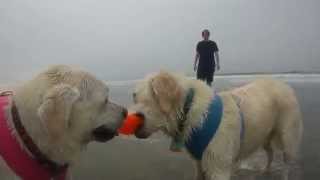 Morro Bay Dog Beach 07/04/2014