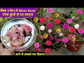 Moss Rose/Portulaca में सिर्फ 3 दिन में आएंगे फूल || Increase Flowers On Moss Rose