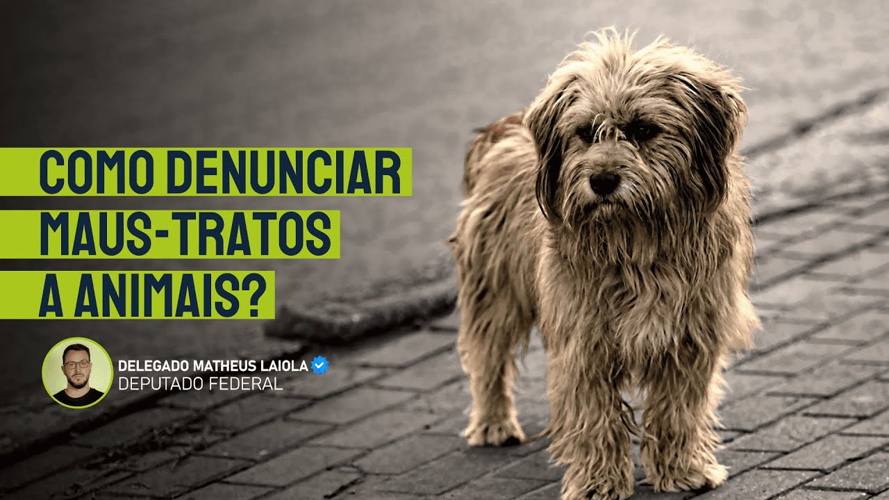 Como denunciar maus-tratos a animais?! - YouTube