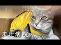 避妊手術で自由と元気を失った猫、回復までの道のり／避妊手術の記録３／Cats that have lost their freedom and energy are recovering