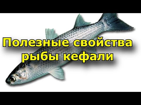 Полезные свойства кефали. Состав рыбы кефали