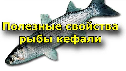Полезные свойства кефали. Состав рыбы кефали