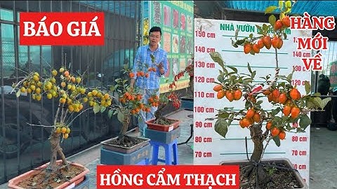 Hồng Cẩm Thạch Toàn Quả – Giá Bao Nhiêu? Có Nên Mua Chơi Tết 2026? ☎️: 0922.85.82.86 - 0968.750.386