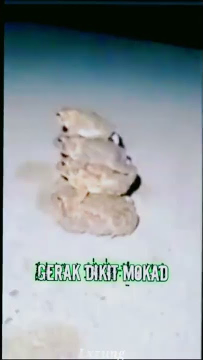 JEDAG JEDUG MEME || NGAKAK ABIS💈 || VIRAL DI TIKTOK😫 || #shorts  #meme #part49ax